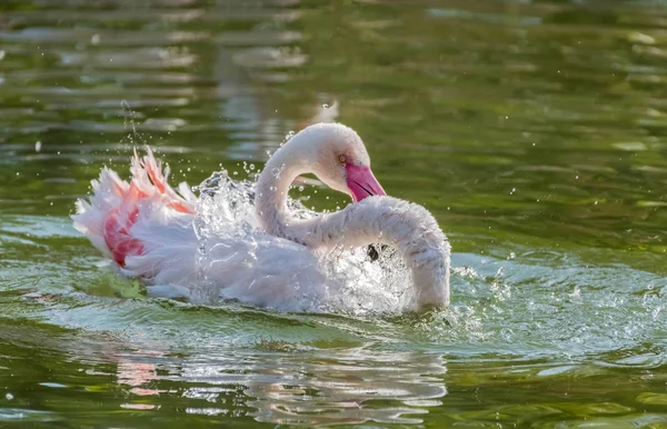 Caribbean Pink Flamingo Splash Een Meer — Stockfoto