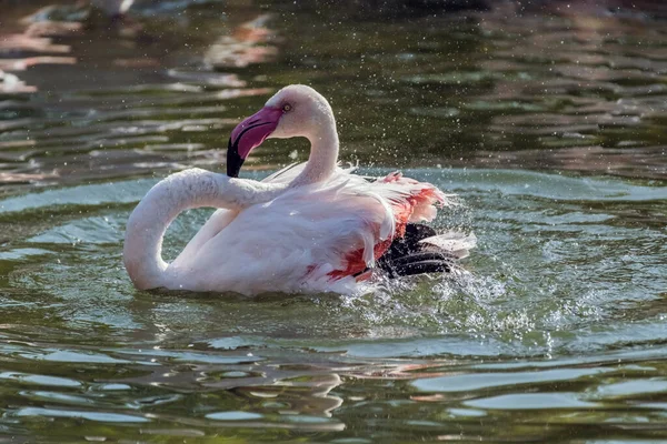 Karibik Rosa Flamingo Planscht Einem See — Stockfoto