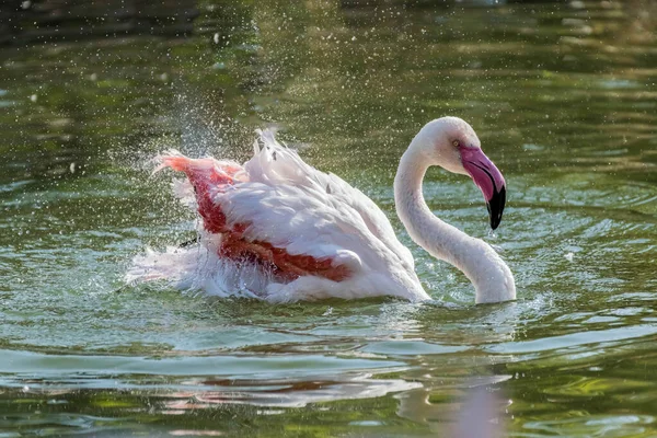 Flamenco Rosa Caribeño Salpicando Lago — Foto de Stock