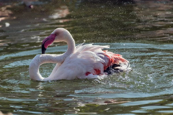 Caribbean Pink Flamingo Splash Een Meer — Stockfoto