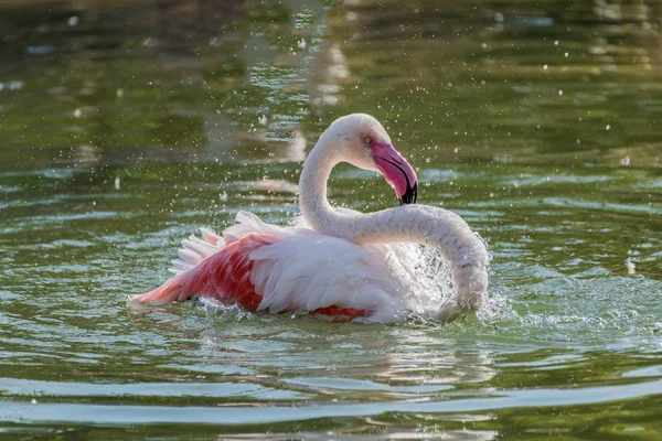 Caribbean Pink Flamingo Splash Een Meer — Stockfoto