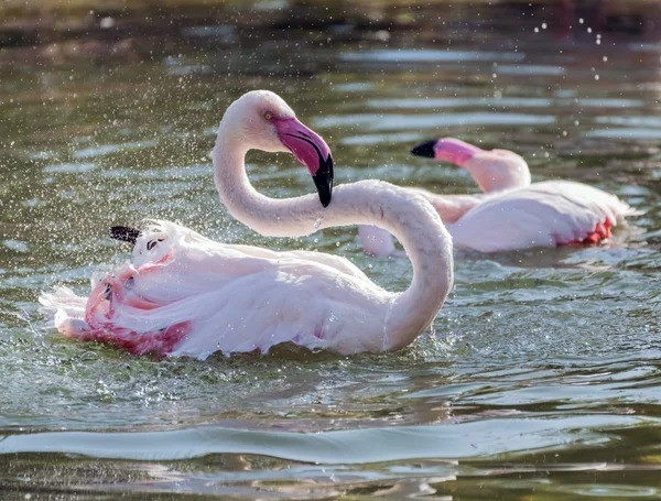 Karibik Rosa Flamingo Planscht Einem See — Stockfoto