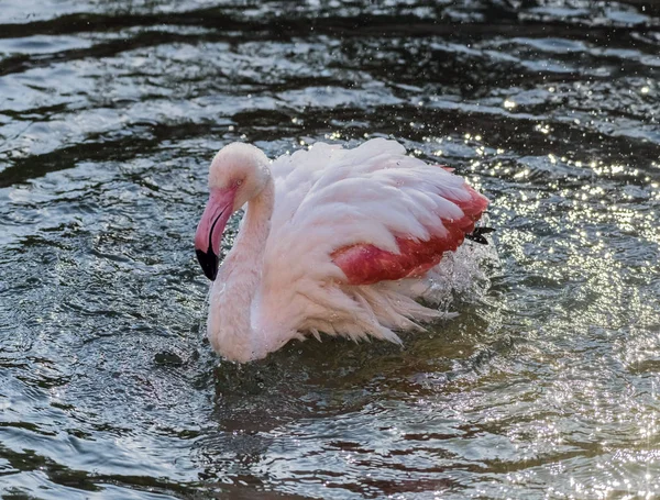 Caribbean Pink Flamingo Splash Een Meer — Stockfoto