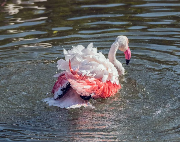 Karibien Rosa Flamingo Stänk Sjö — Stockfoto