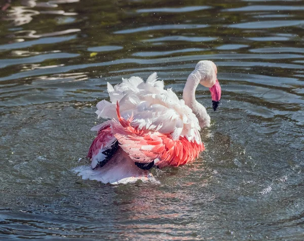 Caribbean Pink Flamingo Splash Een Meer — Stockfoto