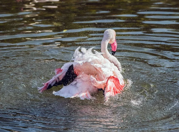 Flamenco Rosa Caribeño Salpicando Lago — Foto de Stock