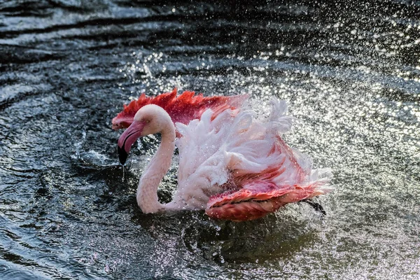 Flamenco Rosa Caribeño Salpicando Lago — Foto de Stock