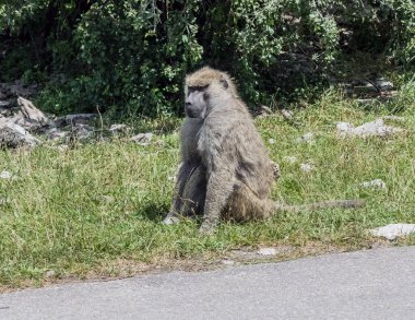 Vahşi Zeytin Maymunu veya Anubis Babun Maymunu Hamilton Safari, Ontario, Kanada