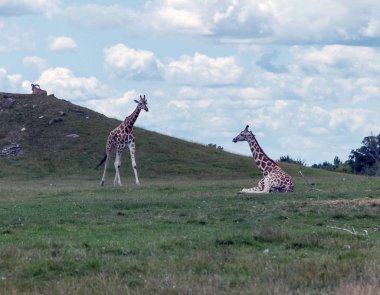 Hamilton 'daki zürafa Ontario Kanada' daki Aslan Safari