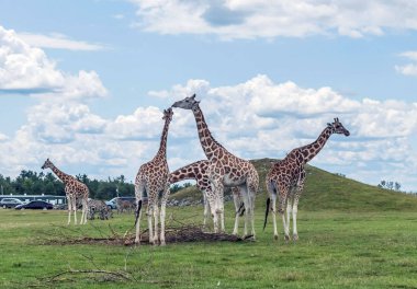 Hamilton 'daki zürafa Ontario Kanada' daki Aslan Safari