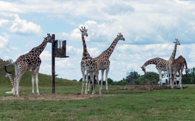 Hamilton 'daki zürafa Ontario Kanada' daki Aslan Safari