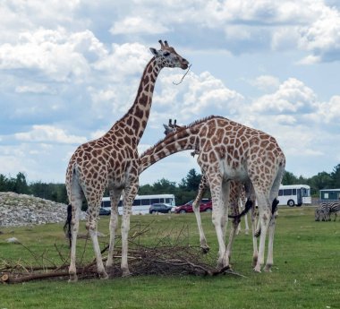 Hamilton 'daki zürafa Ontario Kanada' daki Aslan Safari