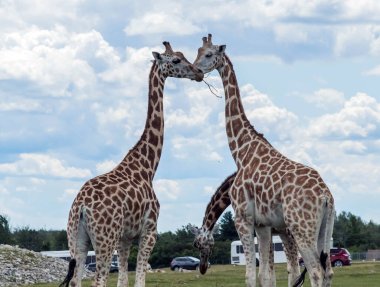 Hamilton 'daki zürafa Ontario Kanada' daki Aslan Safari