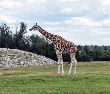 Hamilton 'daki zürafa Ontario Kanada' daki Aslan Safari