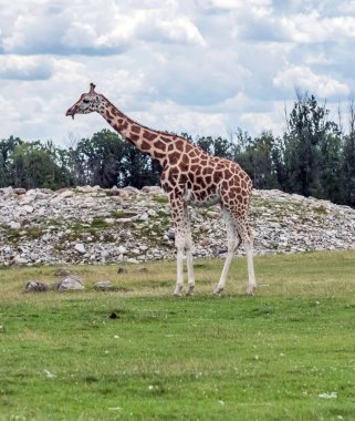 Hamilton 'daki zürafa Ontario Kanada' daki Aslan Safari
