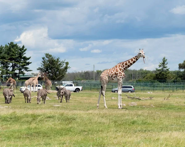 Giraffe Hamilton Lion Safari Ontario Canada — 스톡 사진