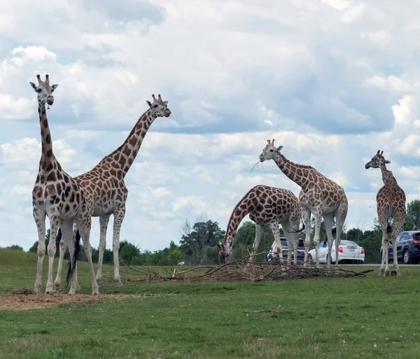 Girafa Hamilton Lion Safari Ontario Canada — Fotografia de Stock