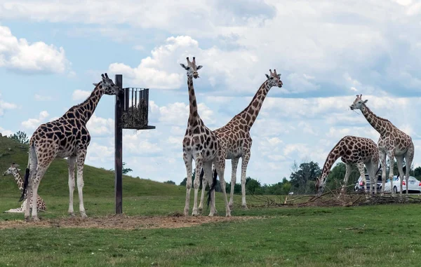 Giraffe Hamilton Lion Safari Ontario Canada — 스톡 사진