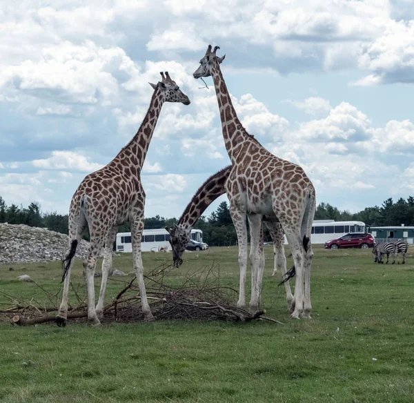 Girafa Hamilton Lion Safari Ontario Canada — Fotografia de Stock