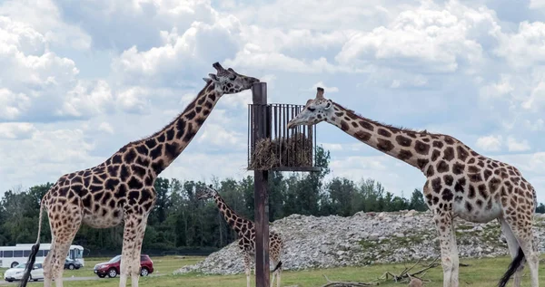Giraffe Hamilton Lion Safari Ontario Canada — Stockfoto