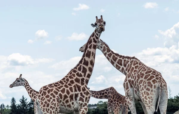 Giraffe Hamilton Lion Safari Ontario Canada — Stockfoto