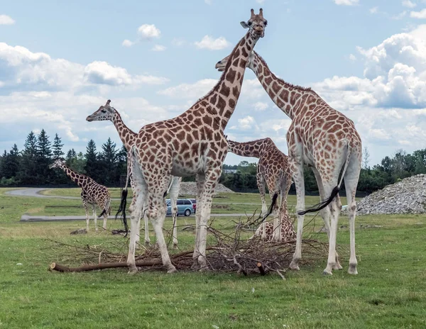 Girafa Hamilton Lion Safari Ontario Canada — Fotografia de Stock