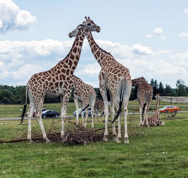 Girafa Hamilton Lion Safari Ontario Canada — Fotografia de Stock