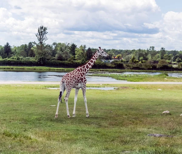 Girafa Hamilton Lion Safari Ontario Canada — Fotografia de Stock