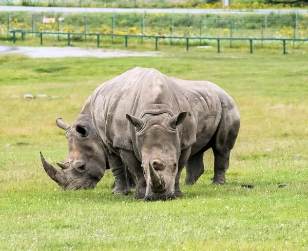 Wild Animal African Rhinoceros or Rhino in Hamilton Safari, Ontario, Canada