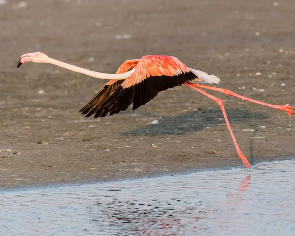 Karibik Růžový Flamingo Ras Khor Wildlife Sanctuary Mokřady Rezervace Dubaji — Stock fotografie