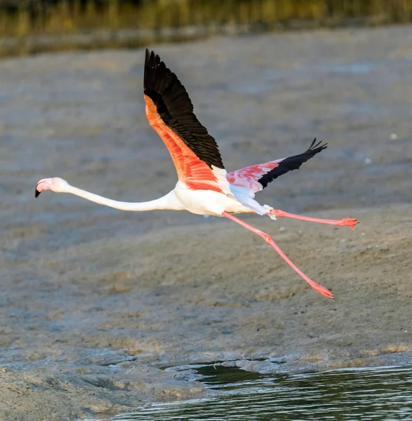 Karibik Růžový Flamingo Ras Khor Wildlife Sanctuary Mokřady Rezervace Dubaji — Stock fotografie