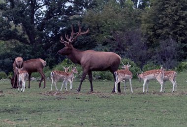 Barasingha Rucervus Duvaucelii veya Hamilton Safari, Ontario, Kanada 'daki Bataklık Geyiği
