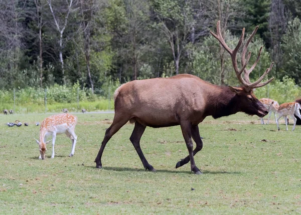 カナダのオンタリオ州ハミルトンサファリにあるBarasingha Rucervus DuvaudeliiまたはSwamp Deer — ストック写真