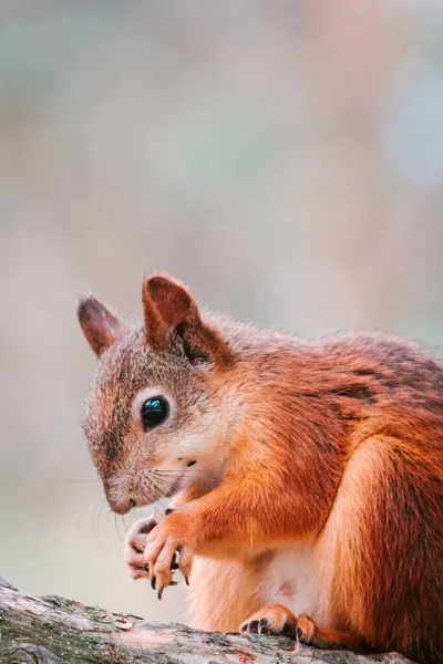 Porträt des schönen roten Eichhörnchens auf Baum. — Stockfoto