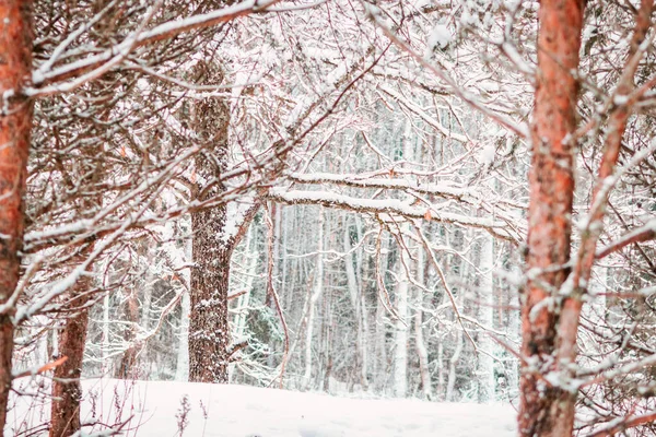 Зимовий лісовий ландшафт. Сніжна і холодна зима в Європі.. — стокове фото