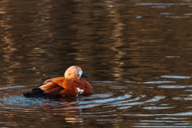 Göldeki Ruddy Shelduck dişisi.