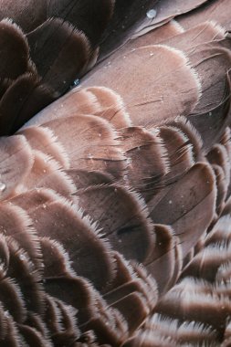 Kaz tüylerine yakın çekim. Güzel doku.