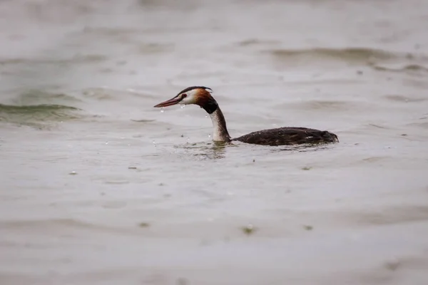 Wielki crested grebe pływać na powierzchni jeziora. — Zdjęcie stockowe