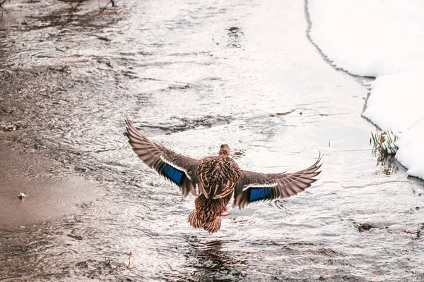 Volare femmina selvatica anatra mallart, sfondo natura . — Foto Stock