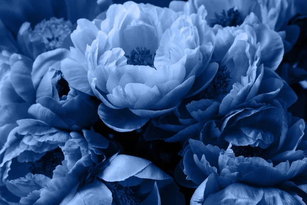 Peônias, rosas peônias flores, belo fundo floral — Fotografia de Stock