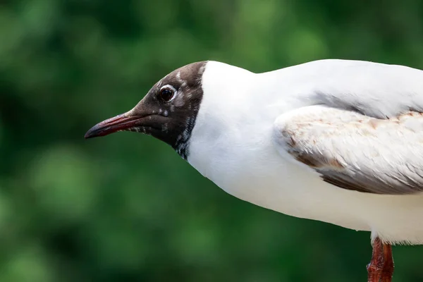 Gabbiano dalla testa nera ritratto ravvicinato . — Foto Stock