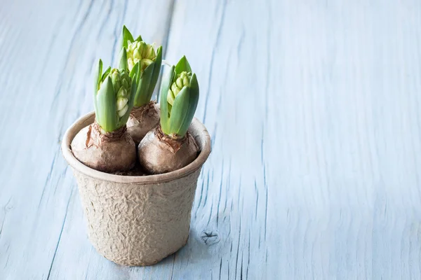 Spring hyacinth flowers on blue wood background, conception holiday with copy space — Stok Foto