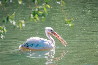 Büyük pelikan, hayvanat bahçesindeki kuş.