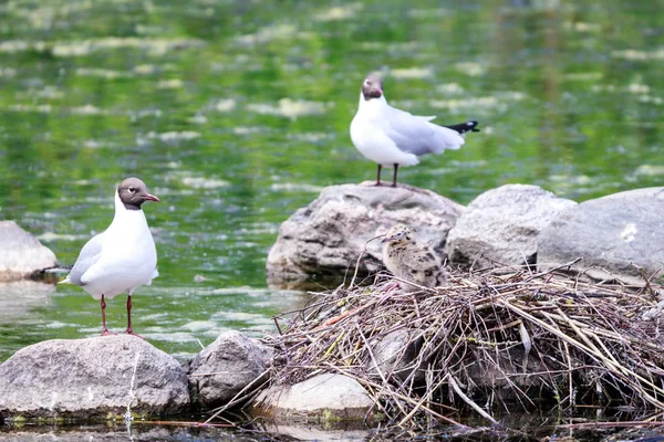 Gabbiano dalla testa nera con nido e nido . — Foto Stock