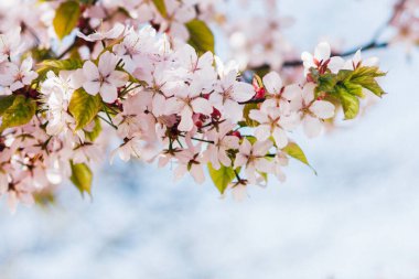 Beautiful cherry blossoms branch, spring background.