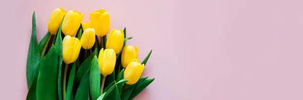 Pink banner with yellow tulips, spring composition.