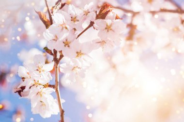 Bahar arkaplanı için kiraz çiçeği brunch 'ının yakın plan fotoğrafı.