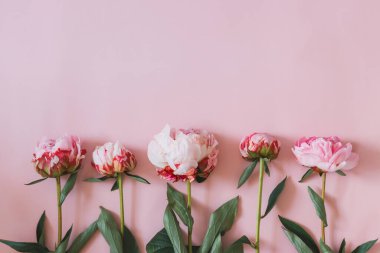 Pembe arkaplandaki güzel pembe şakayık çiçekleri kopyalama alanı ile.