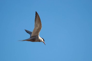 Uçuşta veya chlidonias albostriatus 'ta sık rastlanan bir durumdur
