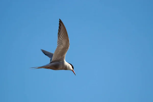 Tern comum em voo ou chlidonias albostriatus — Fotografia de Stock